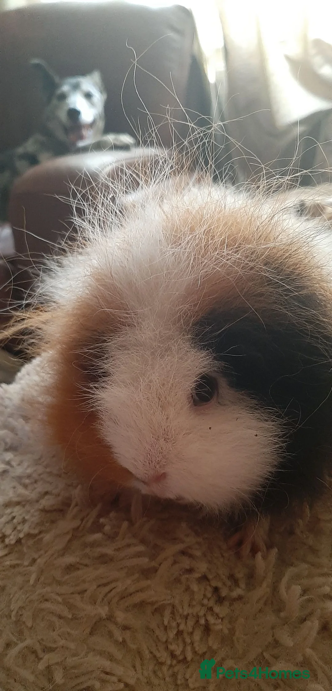 Guinea Pig rodents for sale: Swiss female - Advert 2