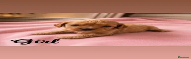 Cavalier King Charles Spaniel 5