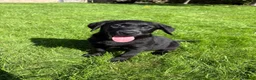 Labrador Retriever dogs for sale: Well bred KC Reg Labrador puppies - Advert 10