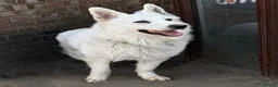 White Swiss Shepherd dogs for sale: Magnificent White Swiss Shepherd Male - Advert 3