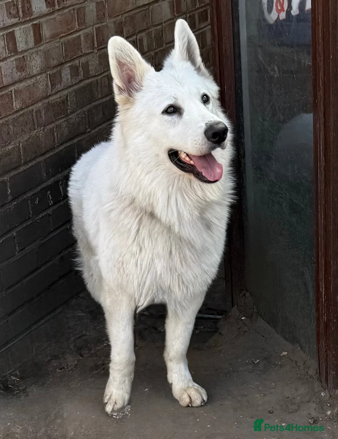 White Swiss Shepherd dogs for sale: Magnificent White Swiss Shepherd Male - Advert 3