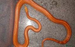 Corn Snake reptiles for sale: Breeding group  - Image 4
