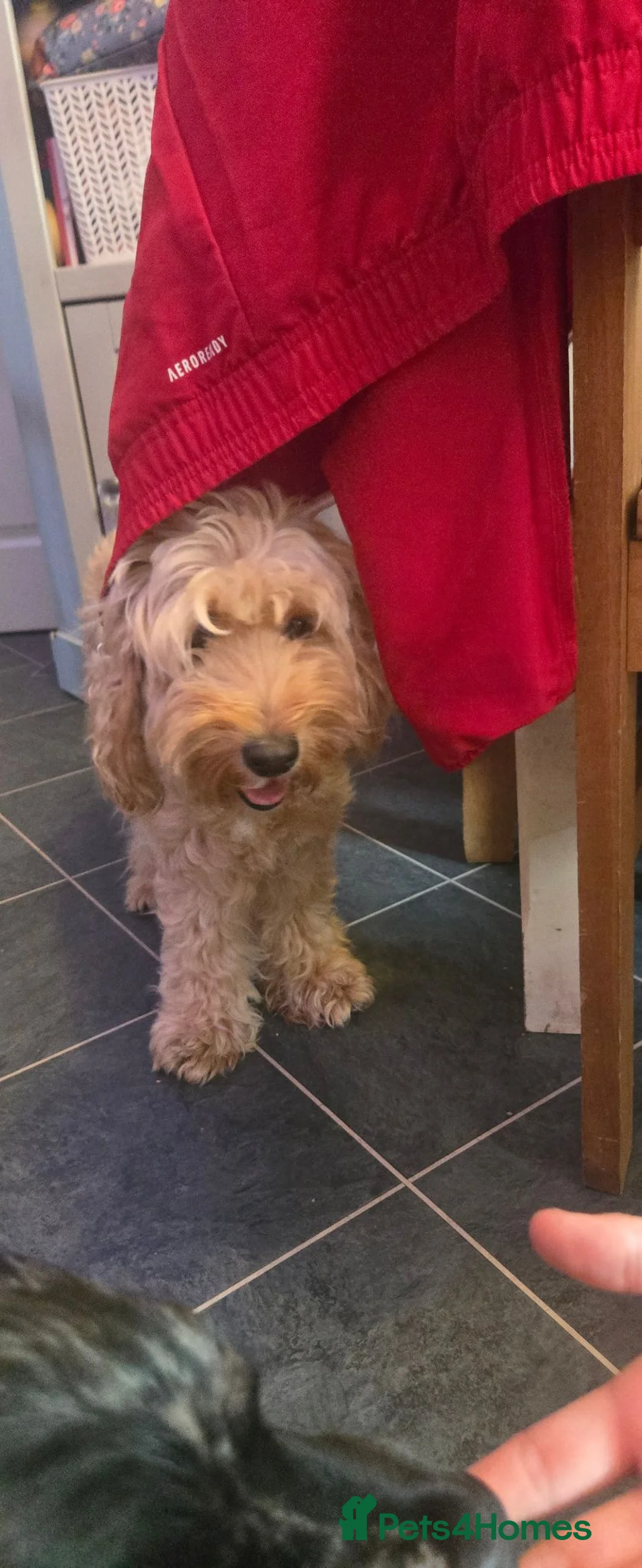 Cockapoo dogs for sale: Cockapoo Puppies  - Advert 1