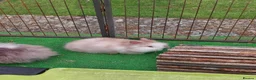Lionhead rabbits for sale: Beautiful Male Baby. - Advert 5