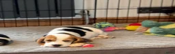 Beagle dogs for sale: Gorgeous KC registered Beagle Pups - Advert 7