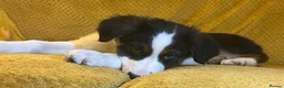 Border Collie dogs for sale: Adorable Border Collies for Sale - Advert 24