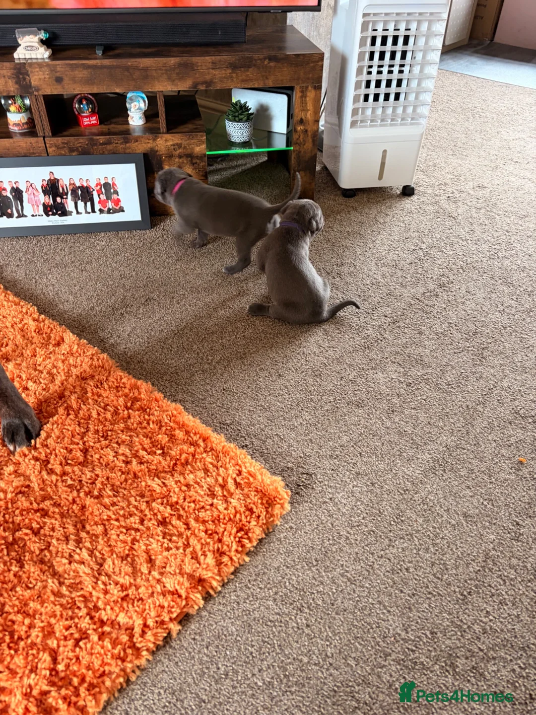 Cane Corso dogs for sale: Cane corso puppies for sale - Advert 2