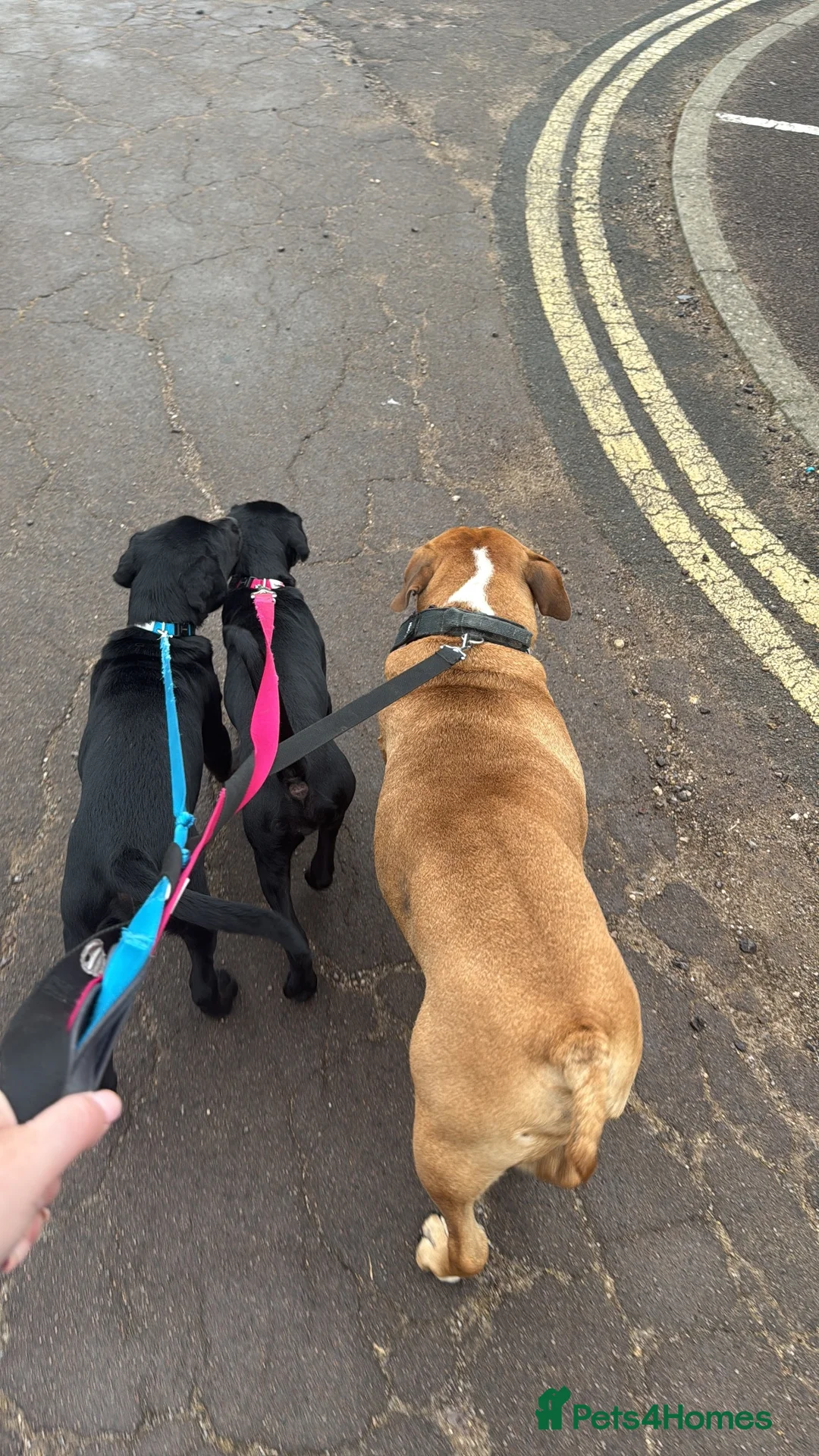 Mixed Breed dogs for sale: Shar pai x cockers  in Tewkesbury - Advert 5