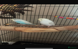 Budgerigars birds for sale: two budgies  - Image 1