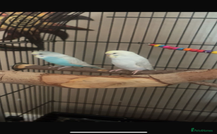 Budgerigars birds - Advert 8