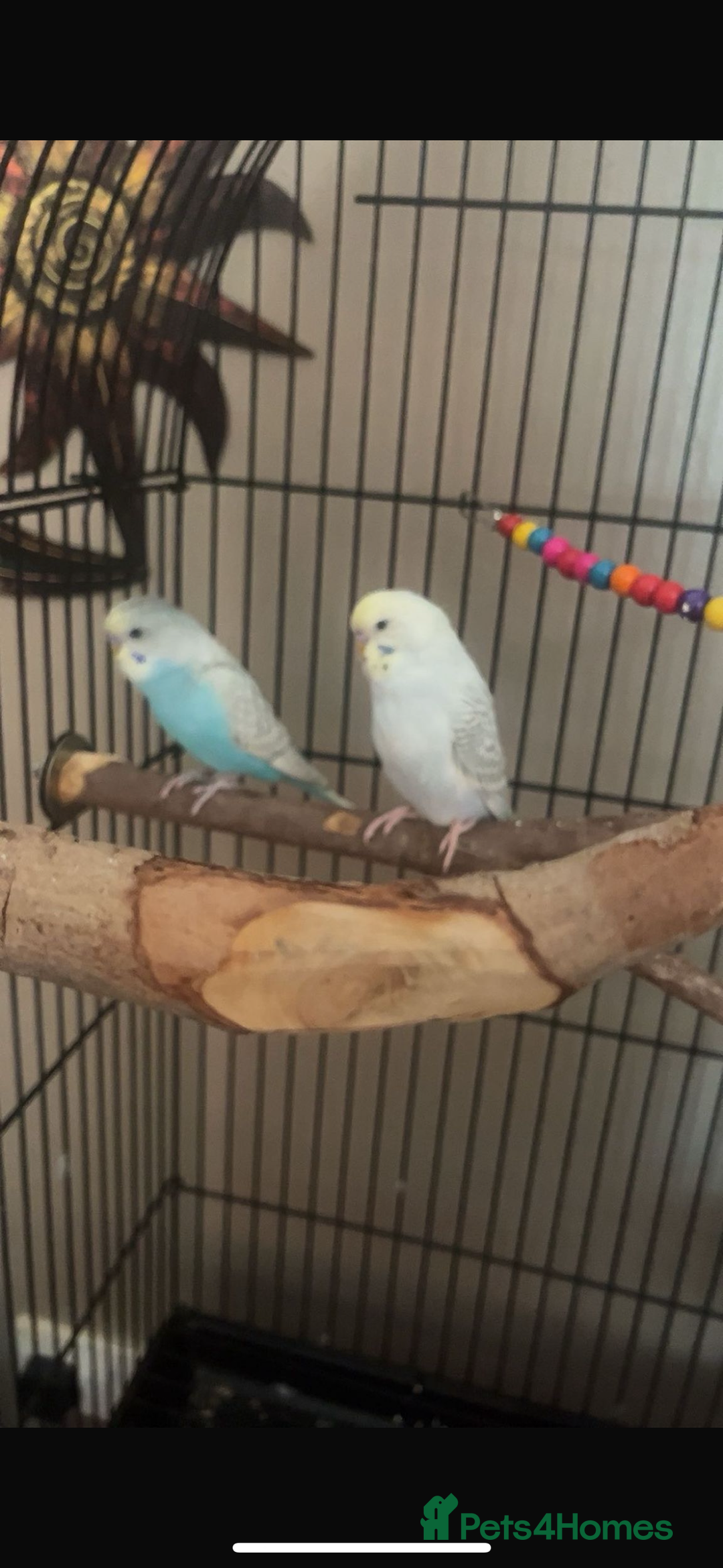 Budgerigars birds for sale: two budgies  - Image 1
