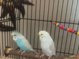 Budgerigars birds - Advert 13