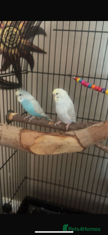 Budgerigars birds - Advert 12