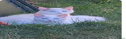 Ragdoll cats for sale: Ragdoll Bicolor- 2 playful girls. in Fareham - Advert 3