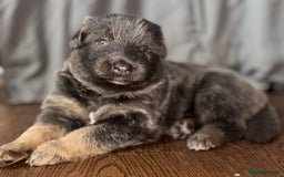 German Shepherd dogs for sale: Blue & Isabella German Shepherd Puppies For Sale  - Image 19