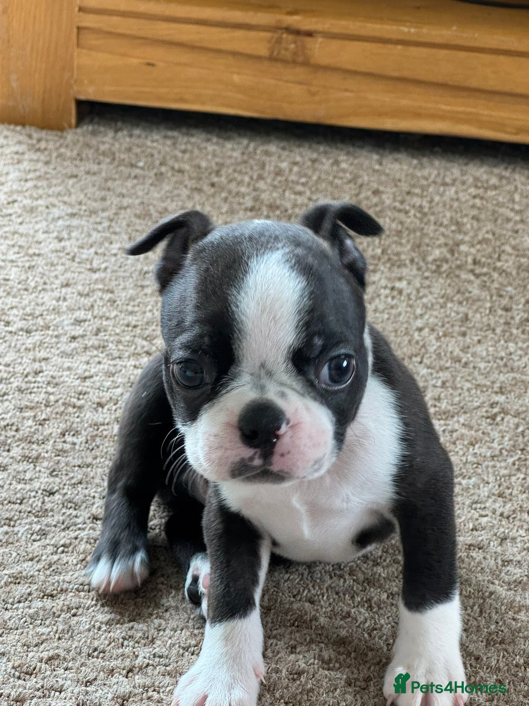 Boston Terrier dogs for sale: Gorgeous KC Boston Terrier Pups for Loving Homes - Image 18
