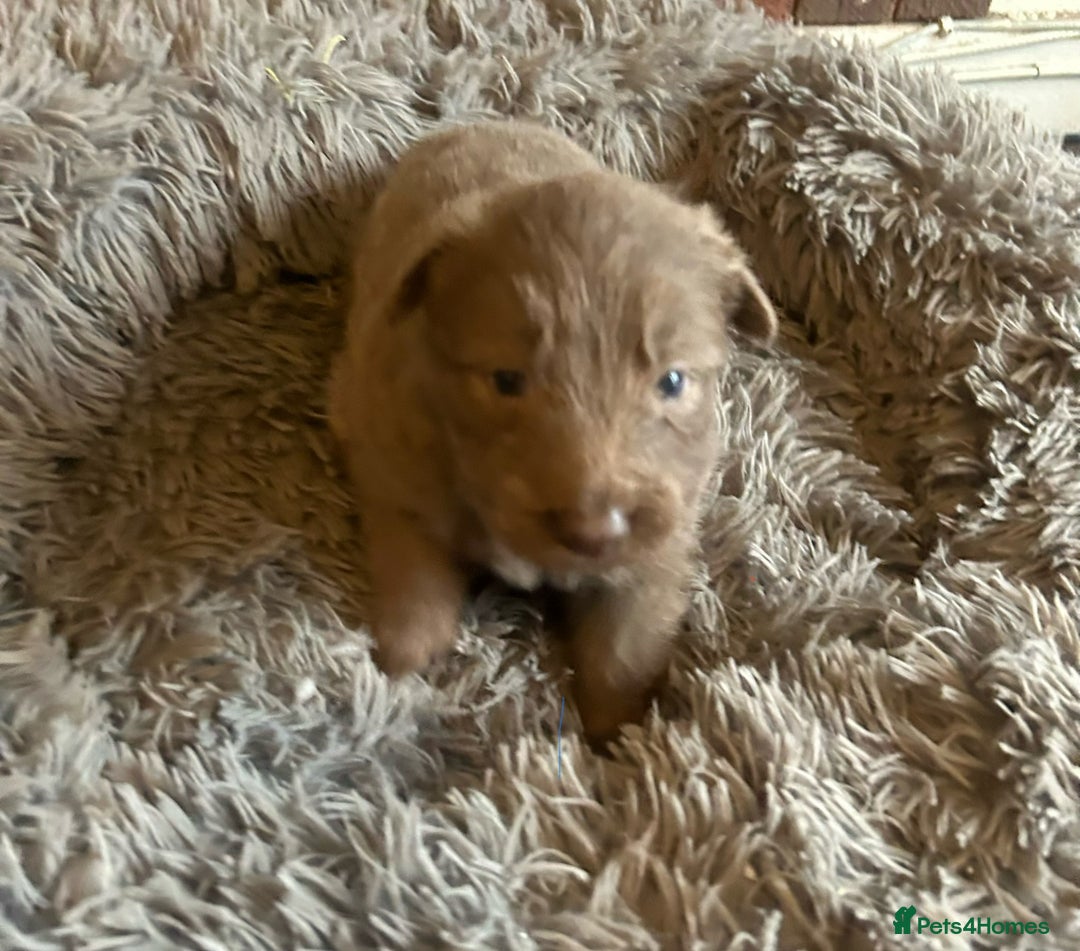 German Shepherd dogs for sale: Isabella German shepherd puppies - Image 6