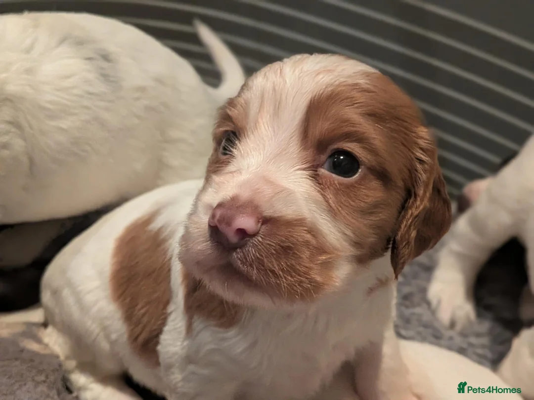 Cocker Spaniel dogs for sale: Stunning working cocker spaniels  - Advert 1