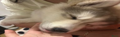 Siberian Husky Puppy 1