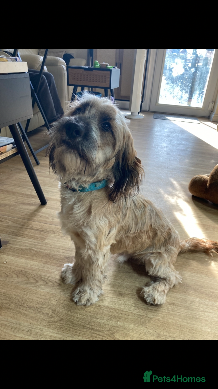 Mixed Breed dogs Cocker spaniel cross male 10 months old  - Advert 14