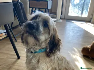 Mixed Breed dogs Cocker spaniel cross male 10 months old - Advert 14