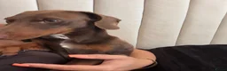 Dachshund dogs for sale: Ozzy is looking for his forever home  - Advert 7