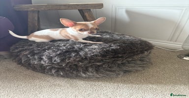 Chihuahua dogs - Advert 2