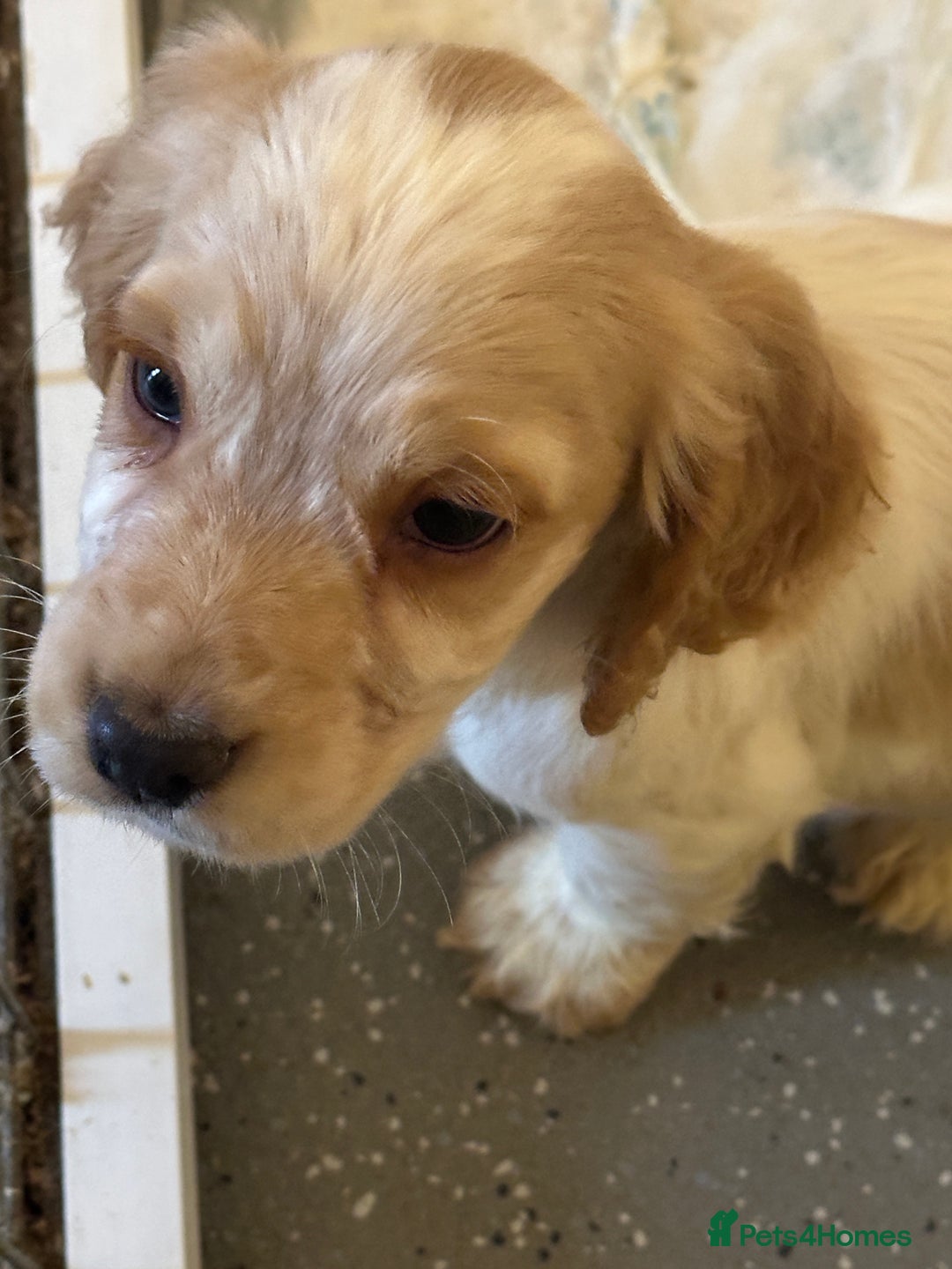 Cocker Spaniel dogs for sale: 1 boy available orange roan  - Advert 19