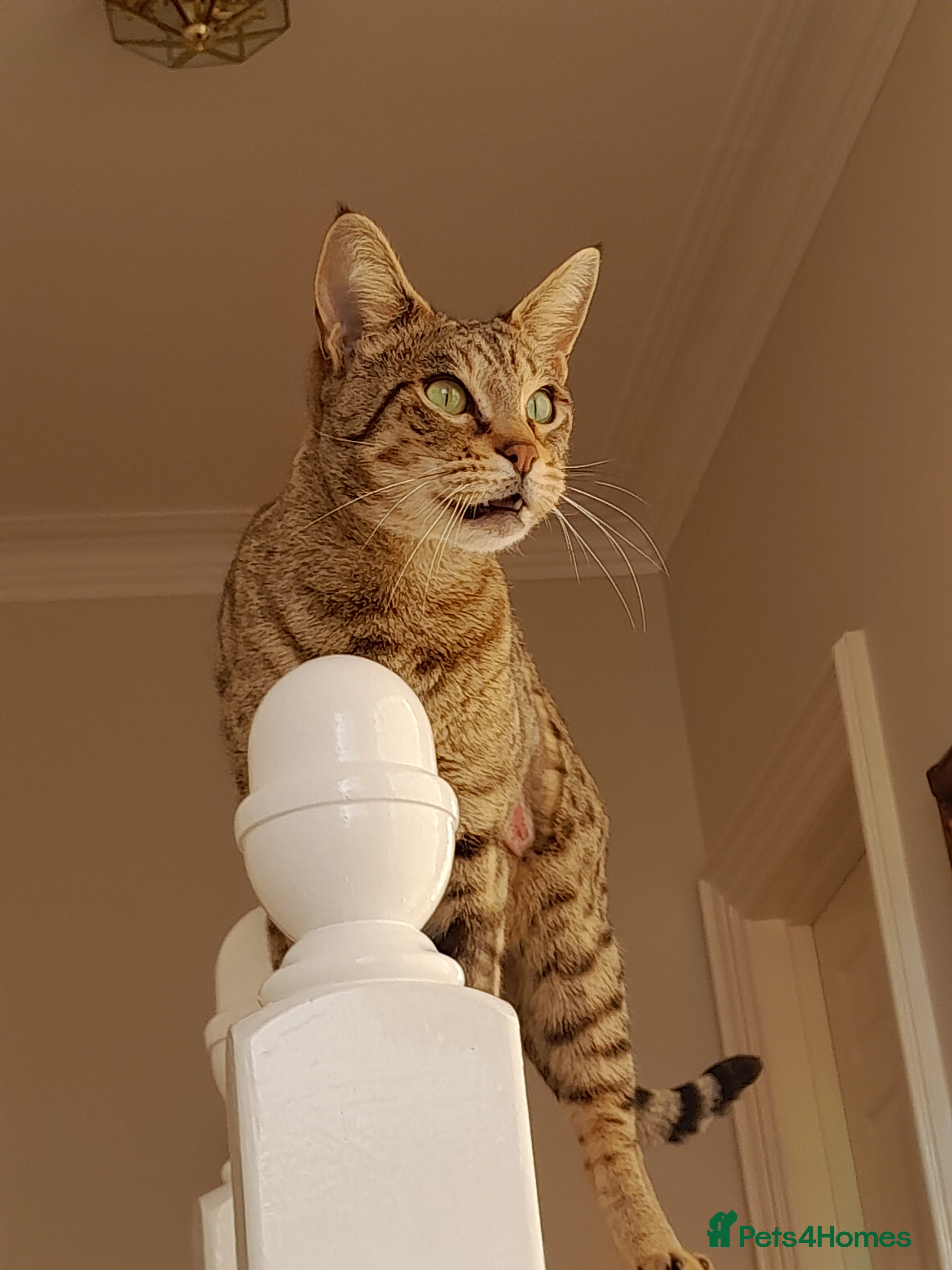 Savannah cats TICA Reg Full Pedigree F3 Savannah Lady - Advert 2