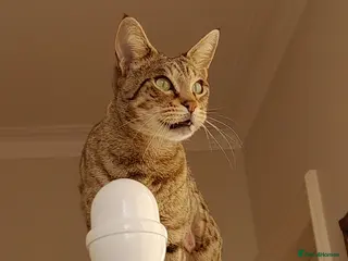 Savannah cats TICA Reg Full Pedigree F3 Savannah Lady - Advert 2