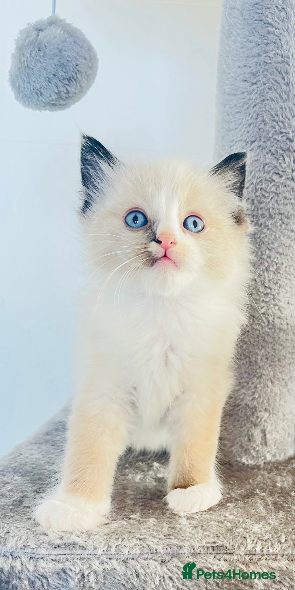 Ragdoll cats Male ragdoll - Advert 6
