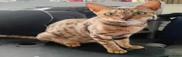 Bengal cats for sale: 5 beautiful full breed bengal kits - Advert 5