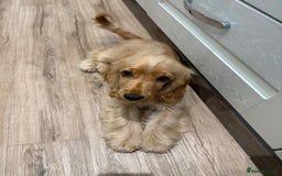 Cocker Spaniel dogs for sale: GOLDEN SHOW COCKER PUPPIES  - Image 10