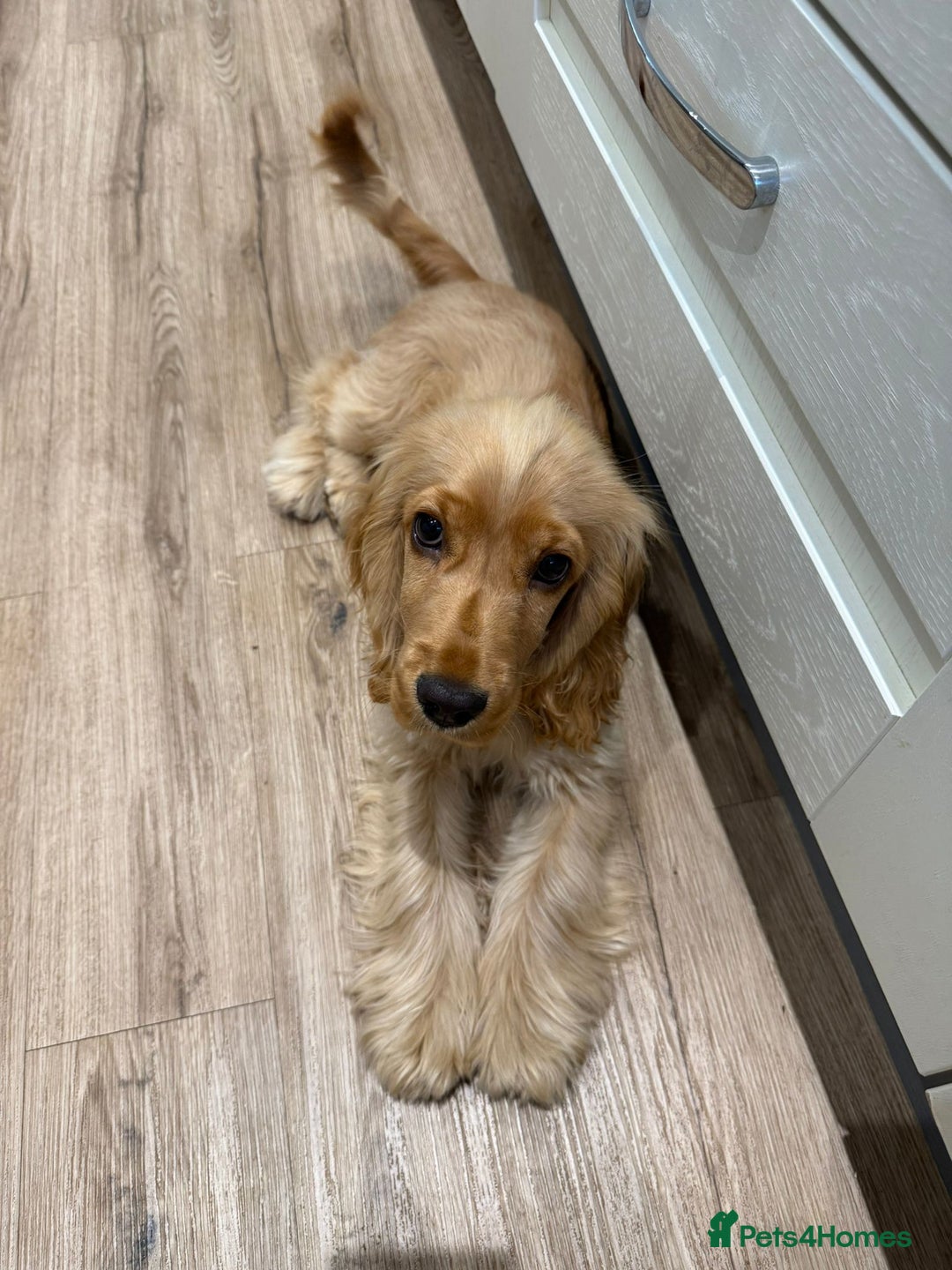 Cocker Spaniel dogs for sale: GOLDEN SHOW COCKER PUPPIES  - Image 10