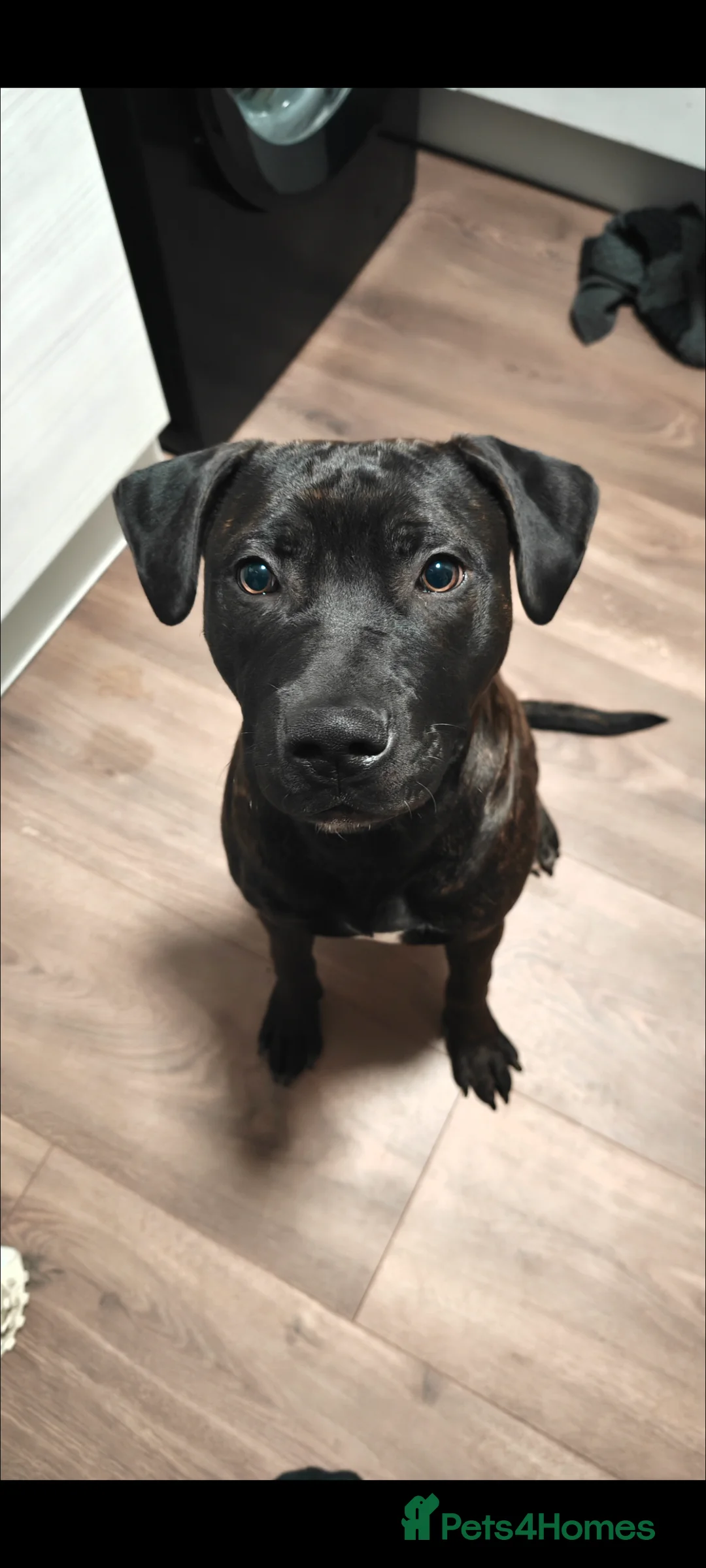 Mixed Breed dogs for sale: 2 Boy Staffys - Advert 2