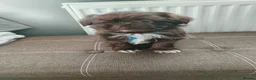 Shih Tzu dogs for sale: Beautiful imperial shih tzu  - Advert 5