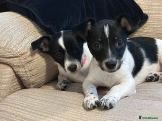 Mixed Breed dogs Chihuahua Terrier cross puppies. 1 Boy & 1 Girl - Advert 8