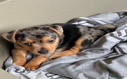 Jack Russell dogs for sale: Miniature Jack Russell  - Image 1