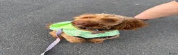 Mixed Breed dogs for sale: Doxiepoos  - Advert 14