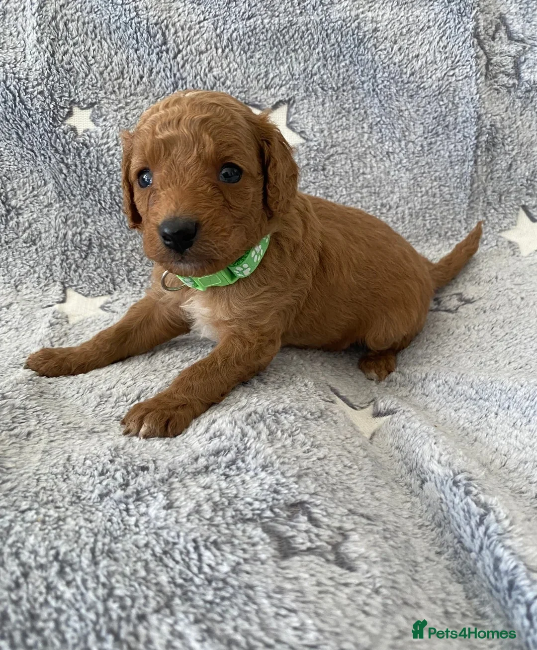 Toy Poodle dogs for sale: Beautiful Toy Poodle Puppies for Sale  in Liverpool - Advert 12