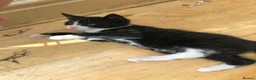 Mixed Breed cats for sale: Adorable Kittens Ready for their Forever Homes - Advert 13