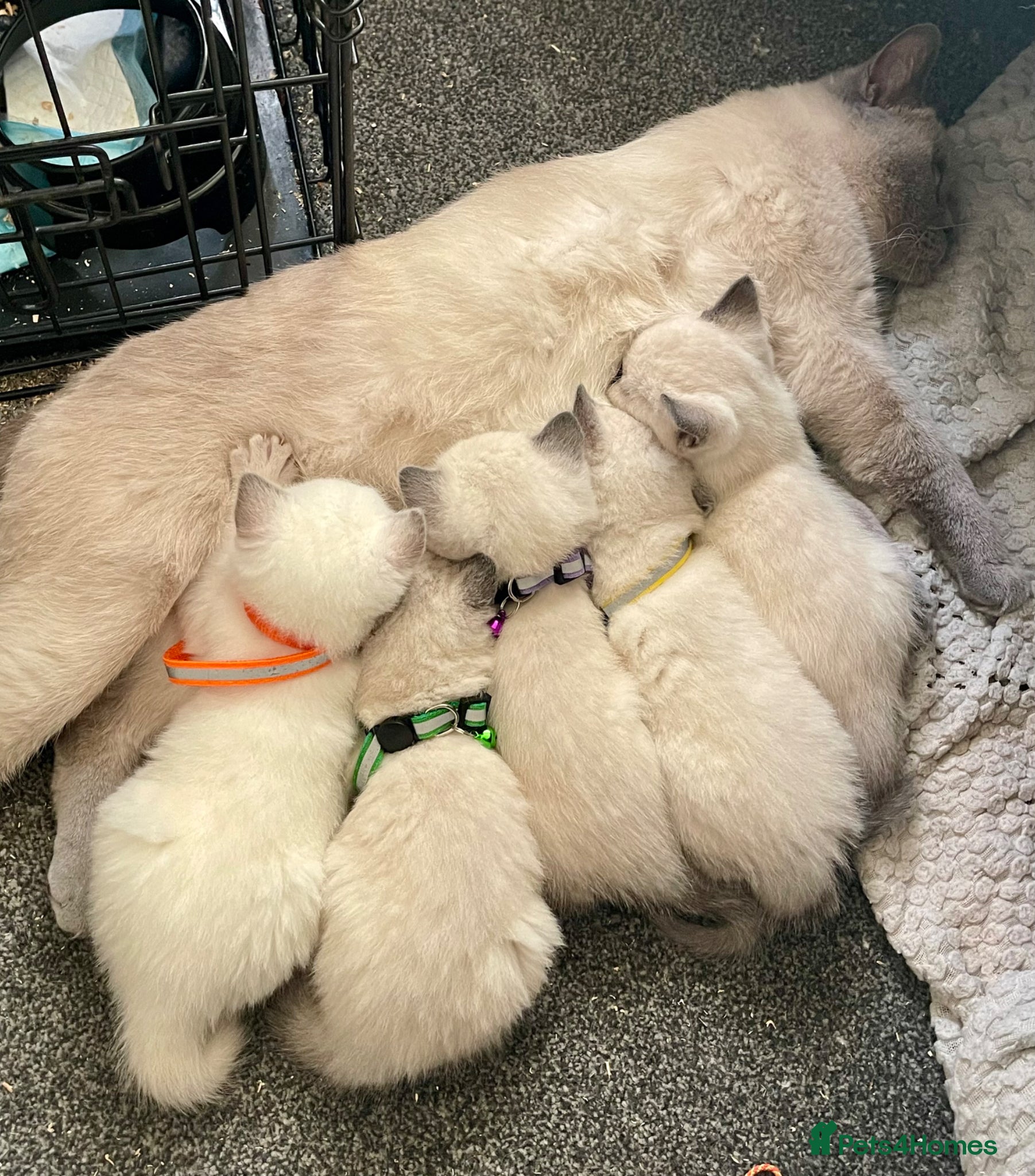 British Shorthair cats GCCF BSH Blue Colourpoint Kittens Rare - Advert 2