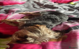 Yorkshire Terrier dogs for stud: Handsome Yorkshire Junior - Advert 1