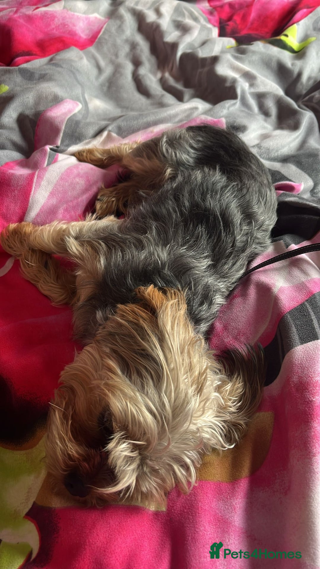 Yorkshire Terrier dogs for stud: Handsome Yorkshire Junior - Advert 1