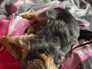 Yorkshire Terrier dogs for stud: Handsome Yorkshire Junior - Advert 1