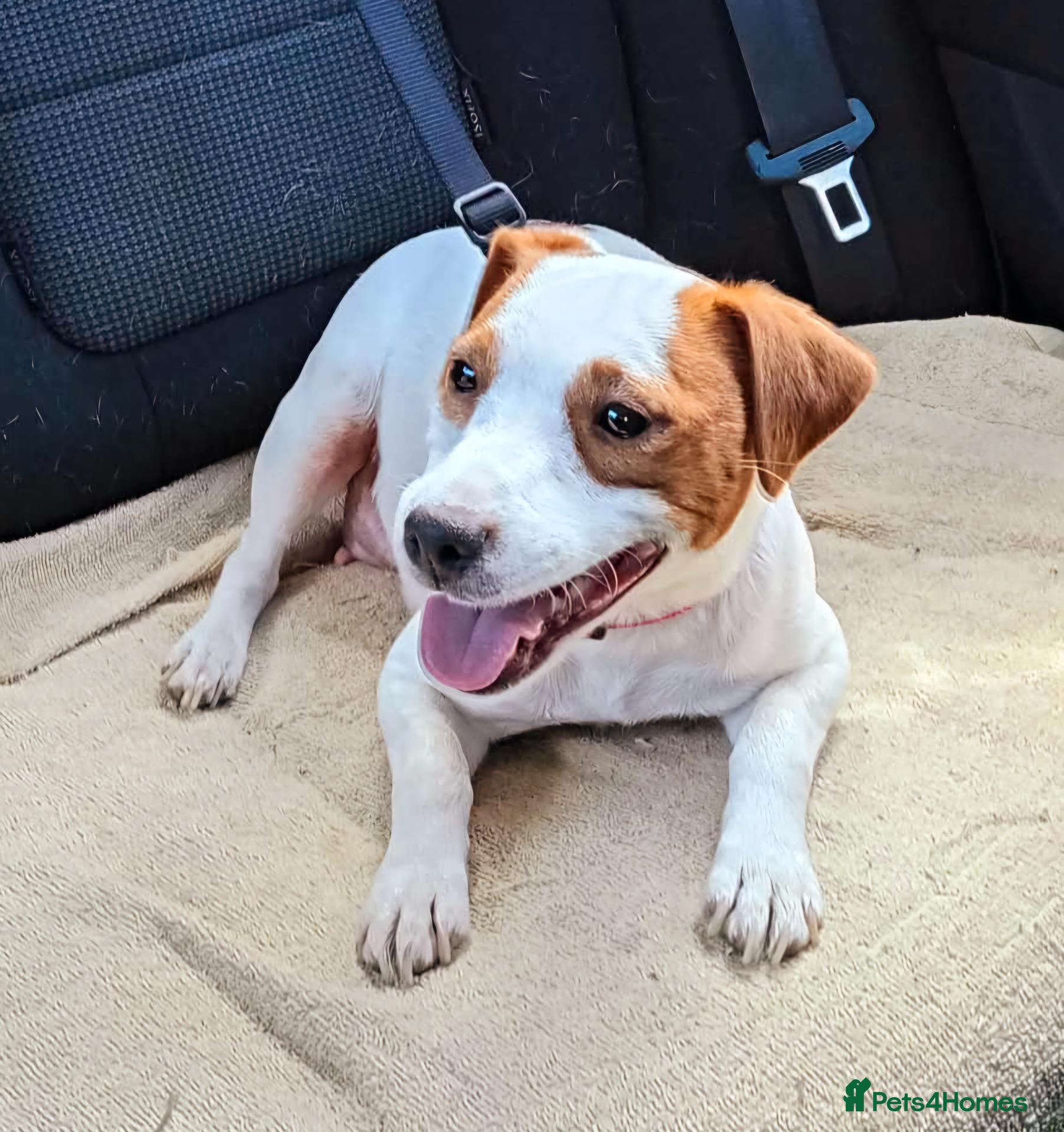 Jack Russell dogs Marzena Pawel .S./Jack Russell  - Advert 2