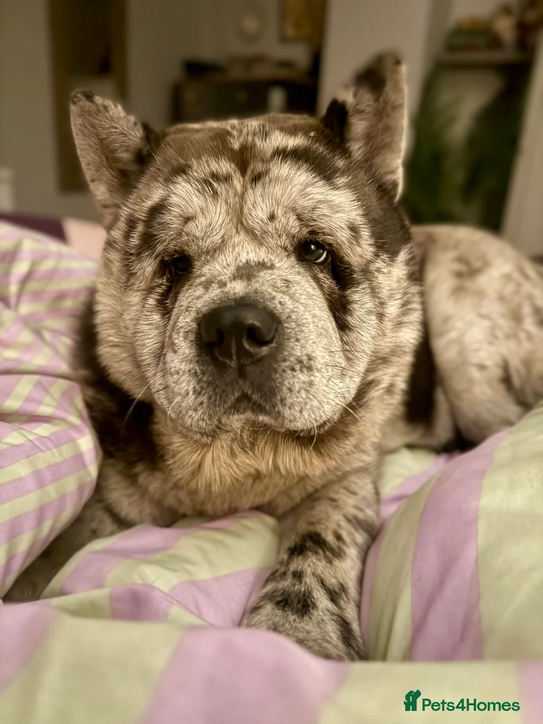 Chow Chow dogs for stud: Proven Rare Smooth Coat Blue Merle BIG POPPA PABLO - Advert 2