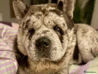 Chow Chow dogs Proven Rare Smooth Coat Blue Merle BIG POPPA PABLO - Advert 5