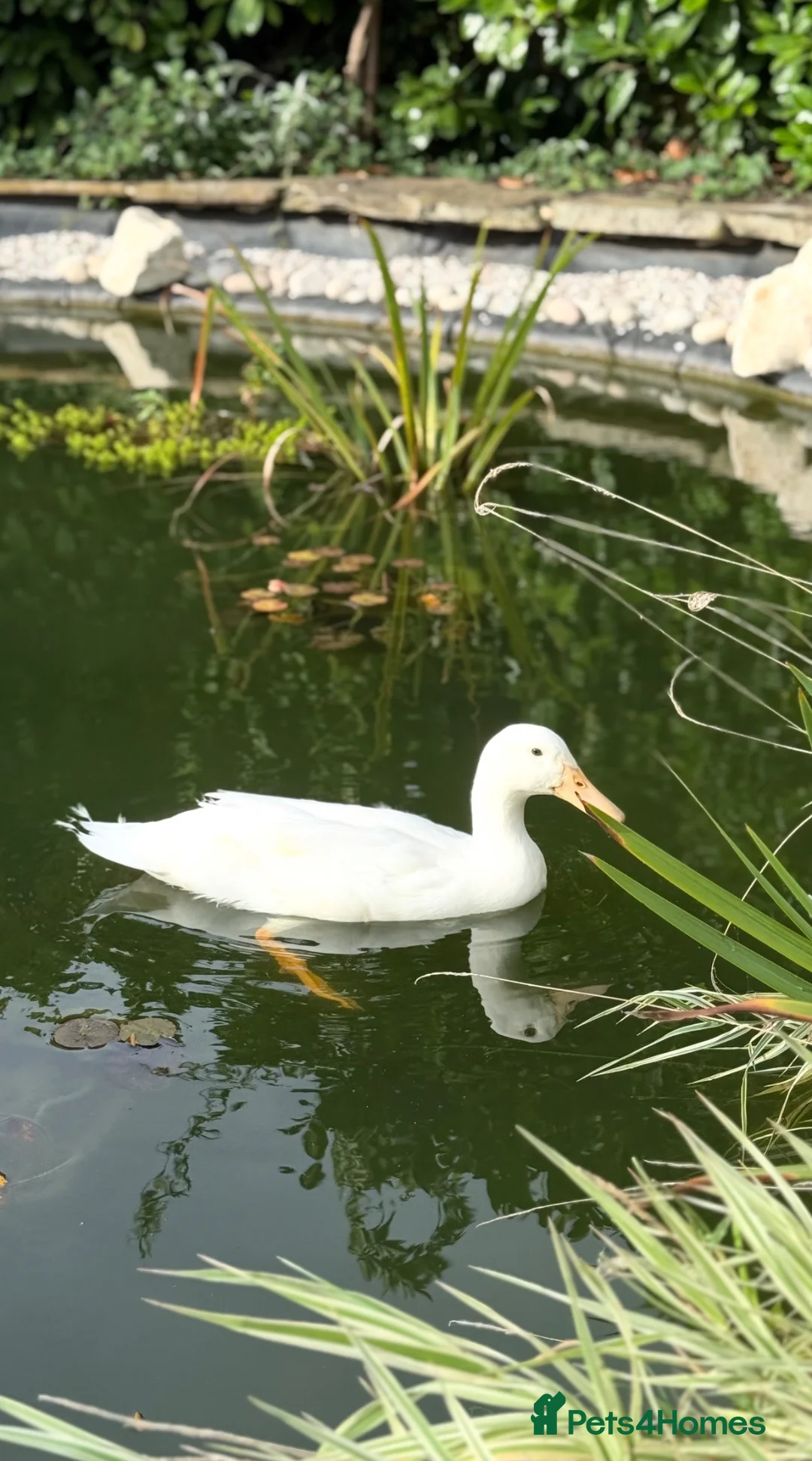 Ducks poultry for sale: Male Pekin duck in Upminster - Advert 2