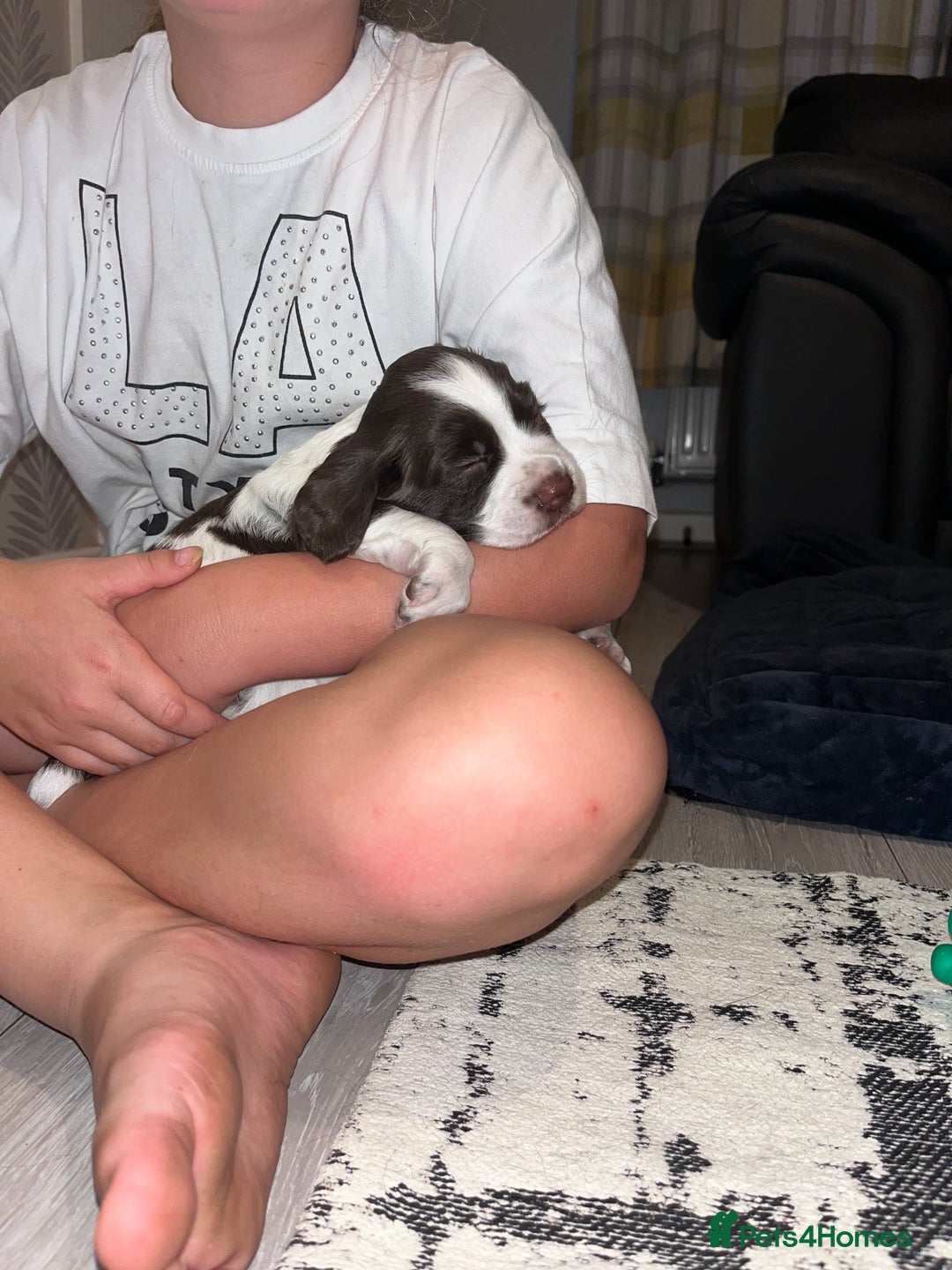 Sprocker dogs for sale: Beautiful sprocker puppies  - Image 6